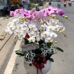 Chậu Hoa Lan Hồ Điệp-13 cành- LHD009