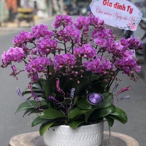 Chậu Hoa Lan Hồ Điệp-17 cành- LHD003