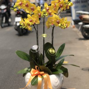 Chậu Hoa Lan Hồ Điệp-5 cành- LHD035